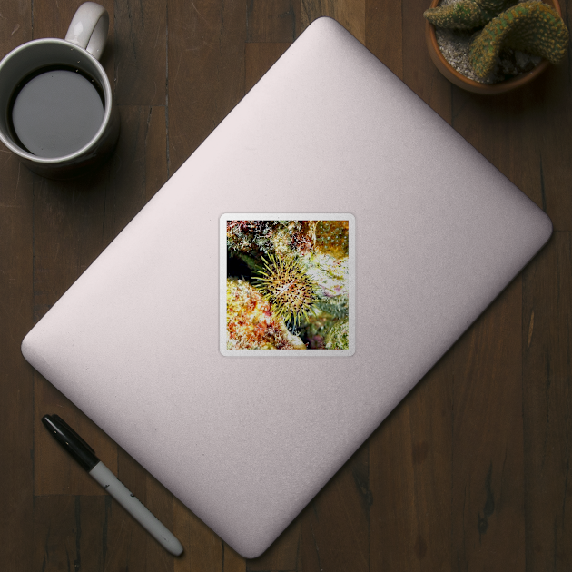 Jewell Sea Urchin on a Coral Reef by Scubagirlamy